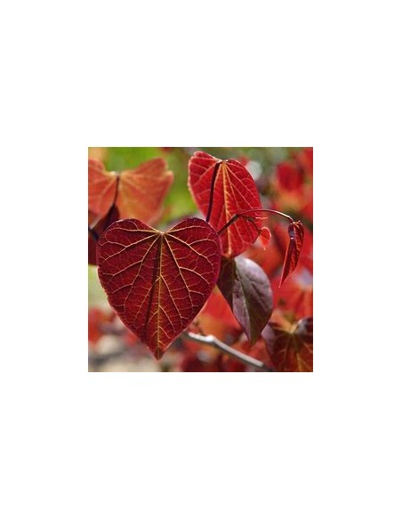 1 Arbol del amor rojo ''Forest pansy'' - Compra aquí tu cercis canadienses de follaje morado