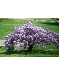 1 Wisteria variegada -...