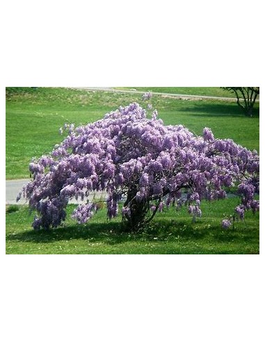 1 Wisteria variegada - Akaji nishiki - Rare bicolor leaf wisterias - Unique in Latin America