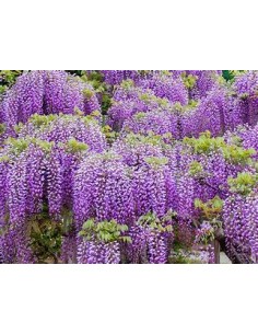 1 Wisteria variegada -... 2