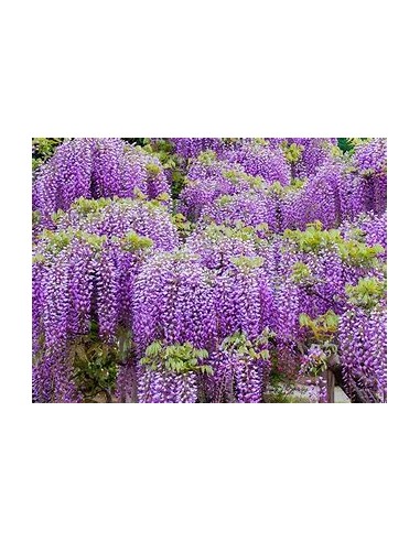 1 Wisteria variegada - Akaji nishiki - Rare...