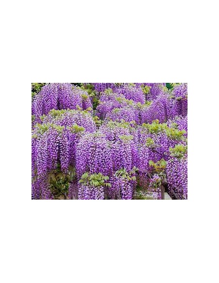 1 Wisteria variegada - Akaji nishiki - Rare bicolor leaf wisterias - Unique in Latin America