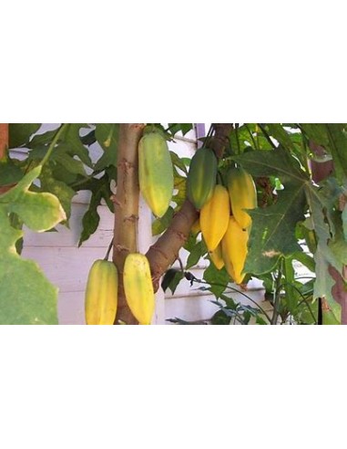 1 Babaco - Chilean papaya - Unique papaya fruits - Babaco , mountain papaya Mexico