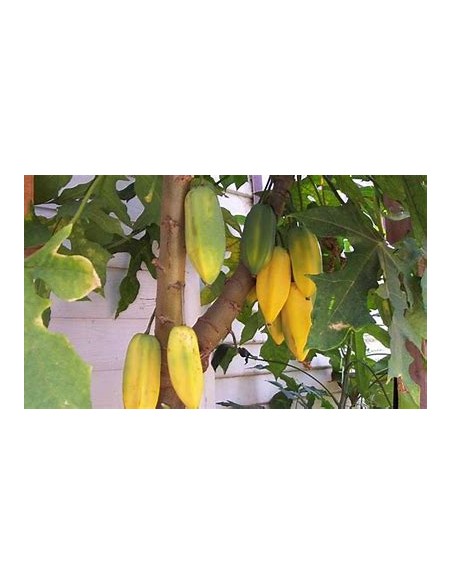1 Babaco - Papaya chilena - Frutos de papaya únicos - Babaco , mountain papaya Mexico