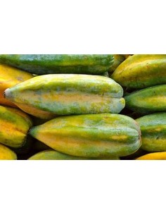 1 Babaco - Papaya chilena -... 2