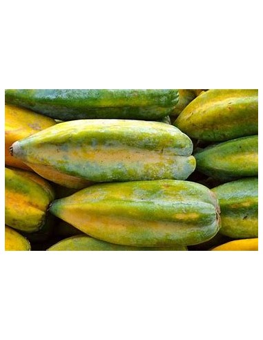 1 Babaco - Papaya chilena - Frutos de papaya...
