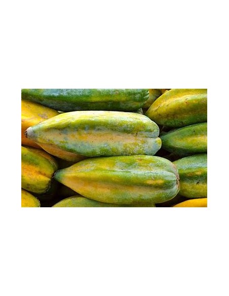 1 Babaco - Papaya chilena - Frutos de papaya únicos - Babaco , mountain papaya Mexico