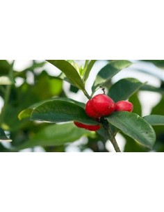 1 Cat's eggs - Thevetia p-...