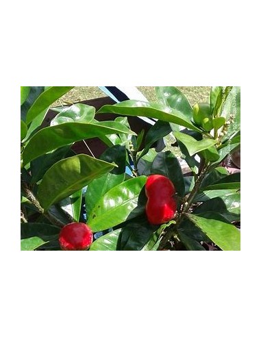 1 Huevos de gato - Thevetia p- Arbol de flores...