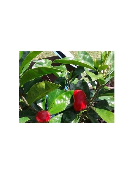 1 Huevos de gato - Thevetia p- Arbol de flores en espiral - Diferentes usos - Adquirir aquí