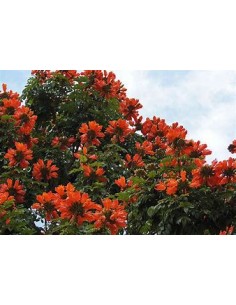 1 African Tulip (Spathodea...