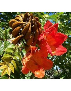 1 Tulipan africano... 2