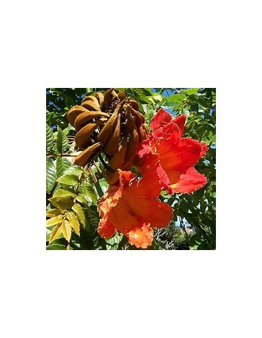 1 African Tulip (Spathodea campanulata) Large...