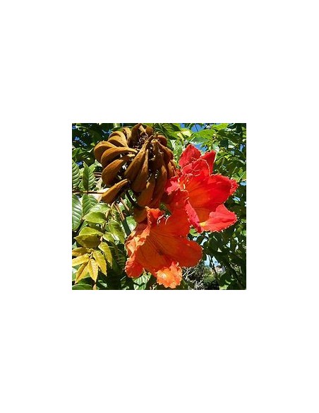 1 African Tulip (Spathodea campanulata) Large orange flowers - Shade, wood, nursery
