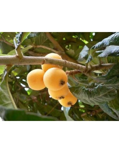 1 Arbol de Nispero Japones -Loquat- (Eryobotrya japonica) Mispero - Arboles exoticos Victor Mendoza - Mercadolibre