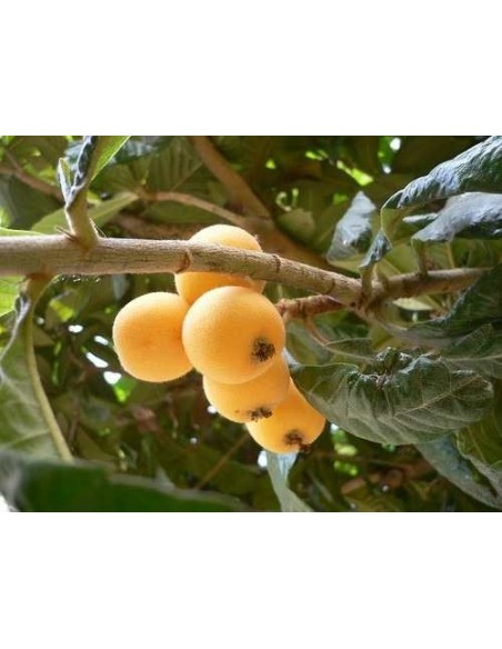 1 Loquat tree (Eryobothria japonica) Worldwide shipping on rarest fruits of the world. also fresh fruit!