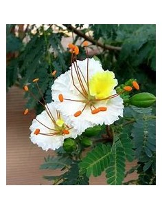 1 White Framboyant -...