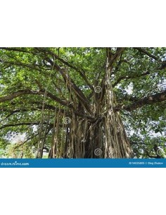 1 Indian Cypress - Elegant...