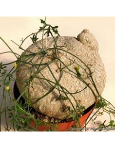 1 Wereke - Live succulent...