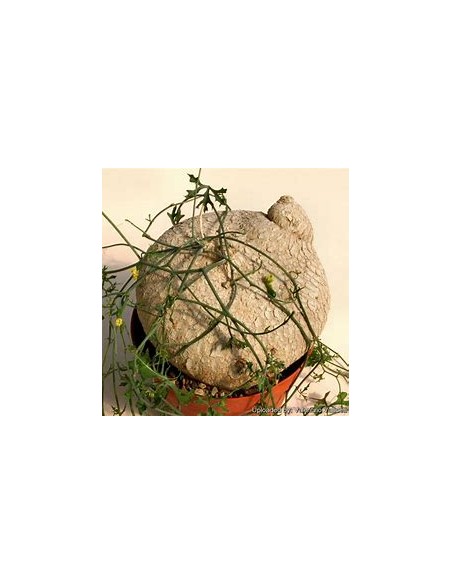 1 Wereke - Live succulent ibervillea sonorae - Real and live plants - buy huereque online