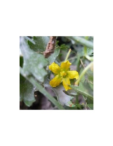 1 Wereke - Live succulent ibervillea sonorae -...