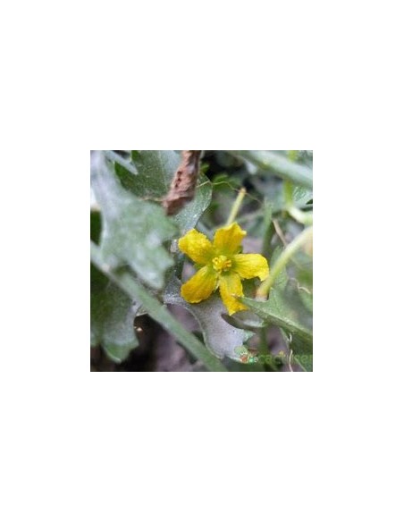 1 Wereke - Live succulent ibervillea sonorae - Real and live plants - buy huereque online
