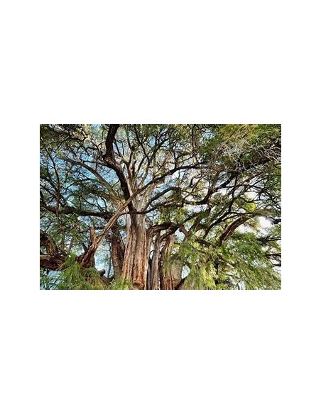 1 Tihuixtle arbol - 1 Arbolito de tihuixtle raro arbol originario del tropico Mexicano - nativo