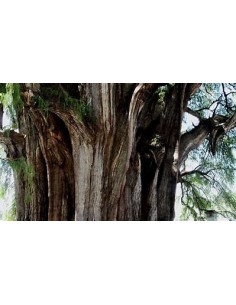 1 Tihuixtle arbol - 1... 2