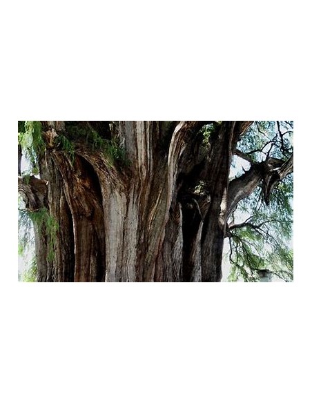 1 Tihuixtle arbol - 1 Arbolito de tihuixtle raro arbol originario del tropico Mexicano - nativo