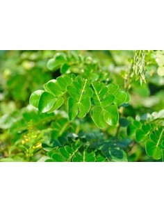 1 Saman - 1 Arbolito...