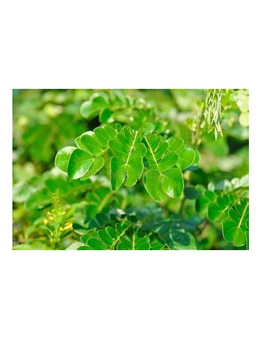 1 Saman - 1 Samanea saman (Samanea saman) for forage and grazing - The rain tree Buy here