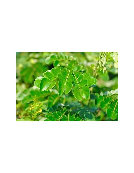 1 Saman - 1 Arbolito (Samanea saman) arbol para forraje y pastoreo - El arbol de la lluvia Compra aquí