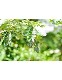 1 Saman - 1 Samanea saman... 2