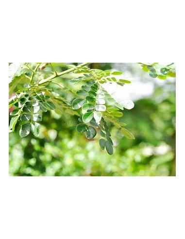 1 Saman - 1 Arbolito (Samanea saman) arbol para...