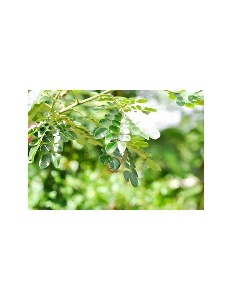 1 Saman - 1 Arbolito (Samanea saman) arbol para forraje y pastoreo - El arbol de la lluvia Compra aquí