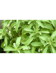 2 Plants of Stevia...