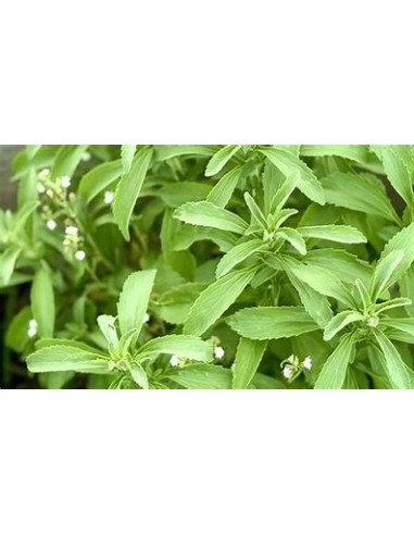 2 Plantas de Stevia rebaudiana morita ii - Plantas de stevia naturales - Compra aquí - Estevia para el jardín