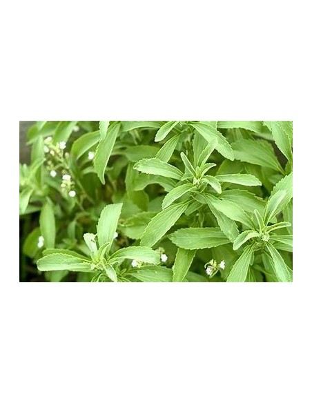 2 Plants of Stevia rebaudiana morita ii - Natural Stevia Plants - Buy here - Stevia for the garden