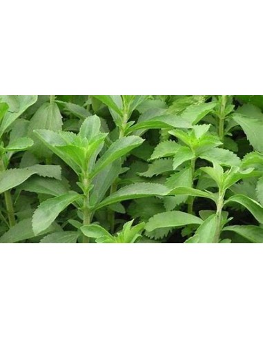 2 Plants of Stevia rebaudiana morita ii -...
