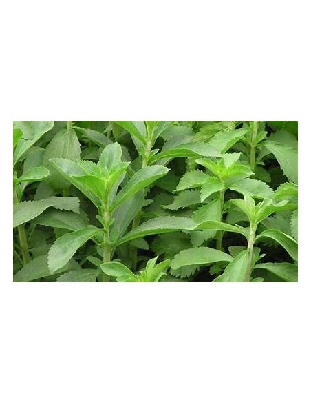 2 Plants of Stevia rebaudiana morita ii - Natural Stevia Plants - Buy here - Stevia for the garden