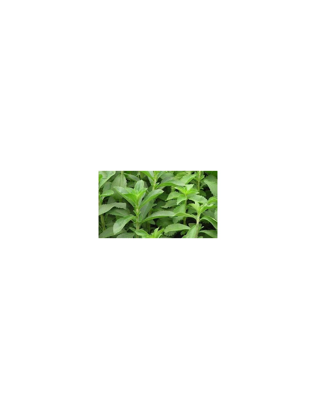 2 Plants of Stevia rebaudiana morita ii Natural Stevia Plants Buy