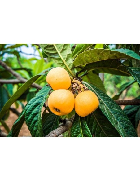 1 Loquat tree (Eryobothria japonica) Worldwide shipping on rarest fruits of the world. also fresh fruit!