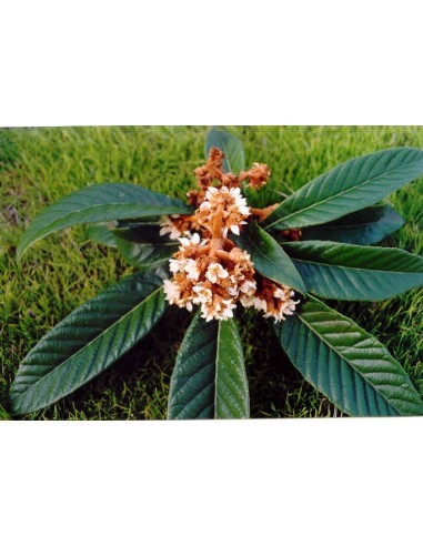 1 Loquat tree (Eryobothria japonica) Worldwide shipping on rarest fruits of the world. also fresh fruit!