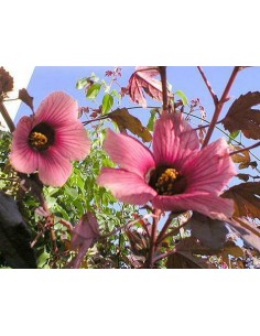 25 Semillas de Flor de Jamaica (Hibiscus sabdariffa) Cultivo en casa de Jamaica - Compra semillas ahora. 2