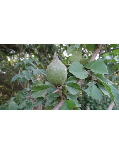 1 Crucetillo Medicinal Tree - Southern Mexico...
