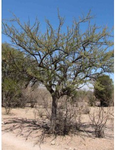 Rain Tree (sideroxilon... 2