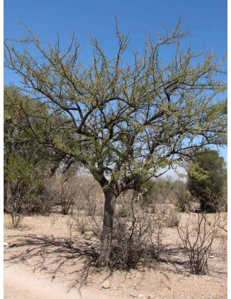 Rain Tree (sideroxilon occidentale)-1 Plant for Sale in Mexico - Nursery online
