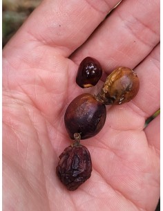 sideroxilon portoricense1... 2