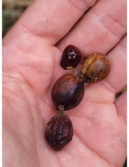 sideroxilon portoricense1 Sapling for Sale in Mexico - Online Nursery