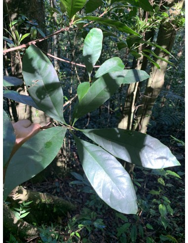 Caya colorada -(Sideroxilon portoricense) -1...